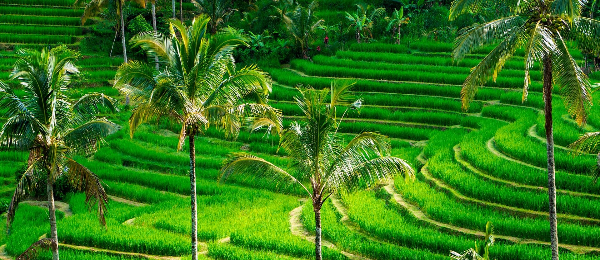 Dos mundos, un viaje: Japón y Bali