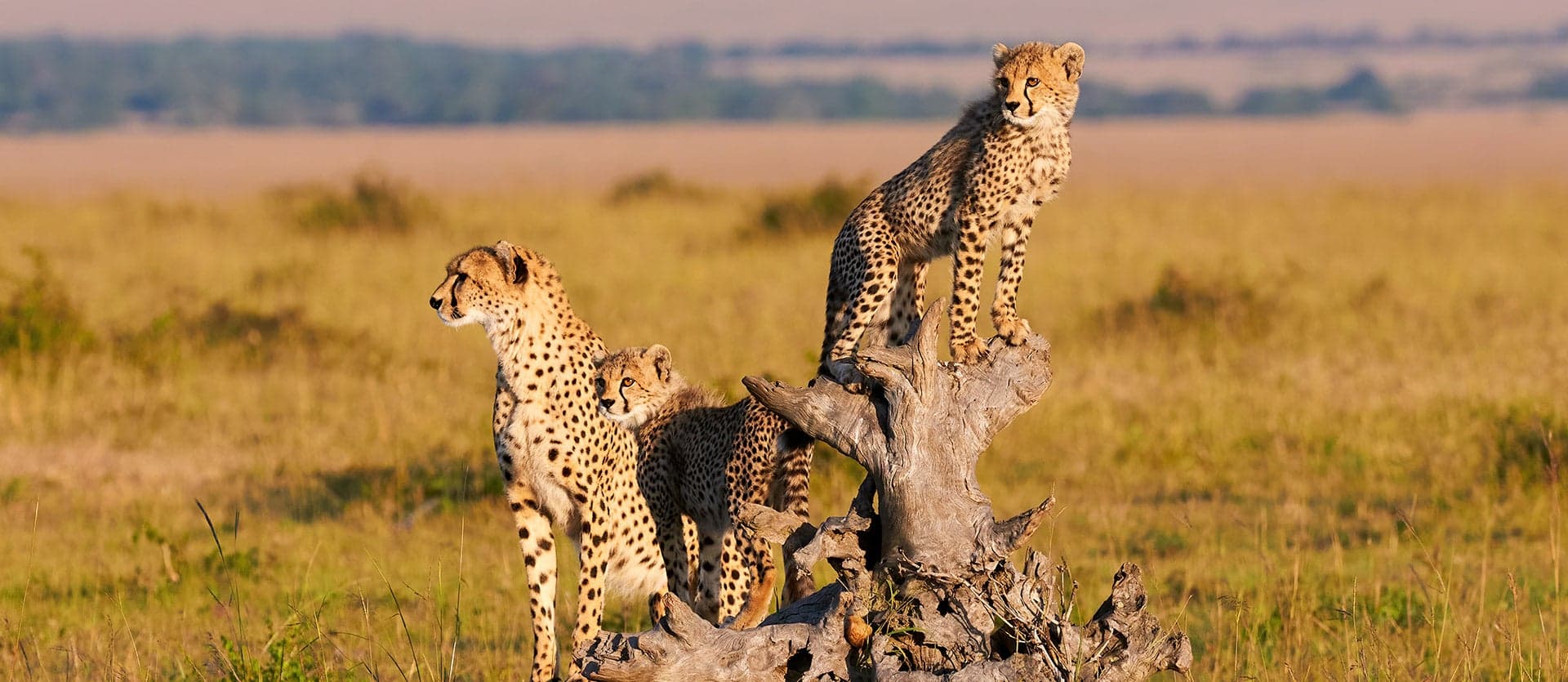Mara, Serengueti y Cráter del Ngorongoro